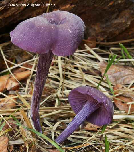 Blauer Lacktrichterling