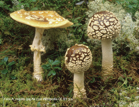 Brauner Fliegenpilz