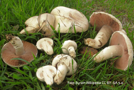 Champignon