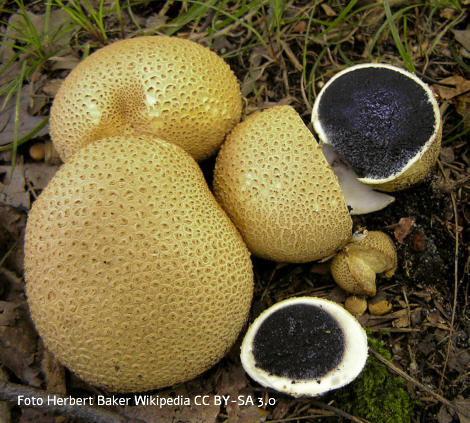 Dickschaliger Kartoffelbovist