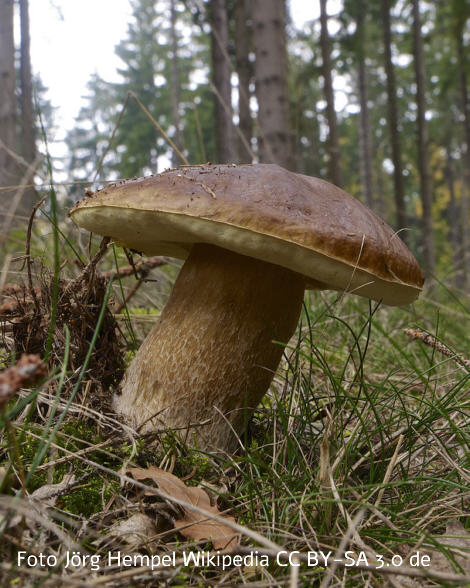 Fichtensteinpilz