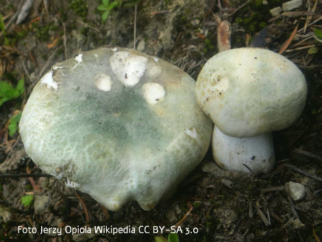 Foto vom Pilz