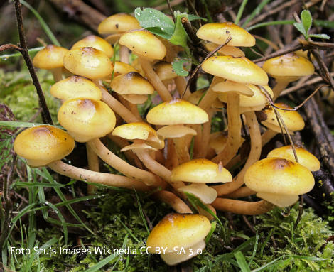 Bild vom Hallimasch Pilz