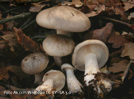Foto vom Pilz