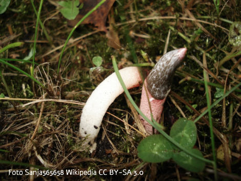 Foto vom Pilz
