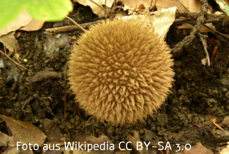 Foto vom Pilz