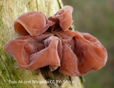 Foto vom Pilz