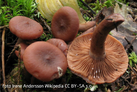 Foto vom Pilz