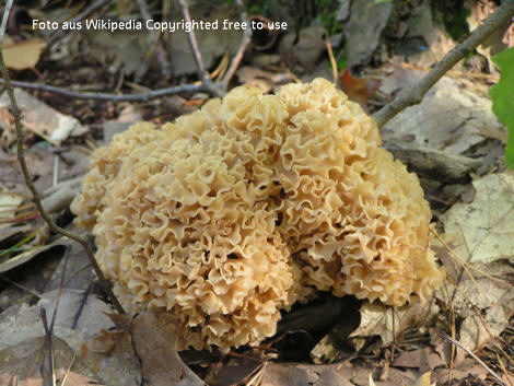 Foto vom Pilz