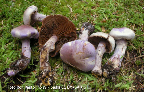 Foto vom Pilz
