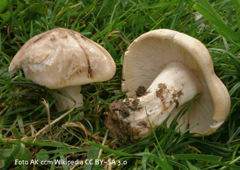 Foto vom Pilz