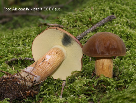 Foto vom Pilz