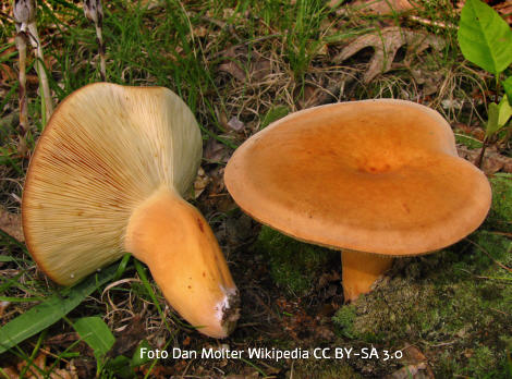Foto vom Pilz