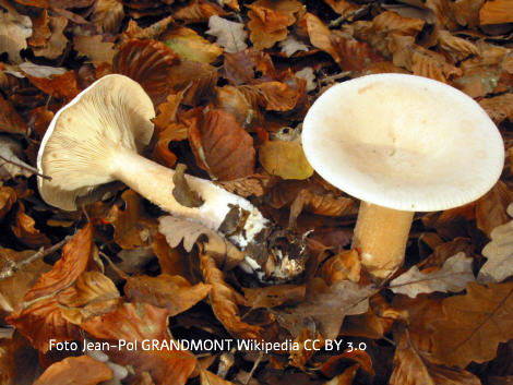 Foto vom Pilz