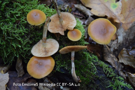 Foto vom Pilz