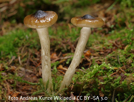 Foto vom Pilz