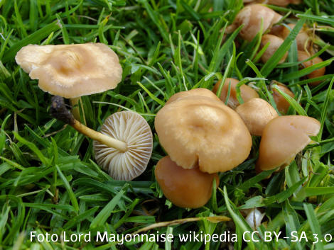 Foto vom Pilz