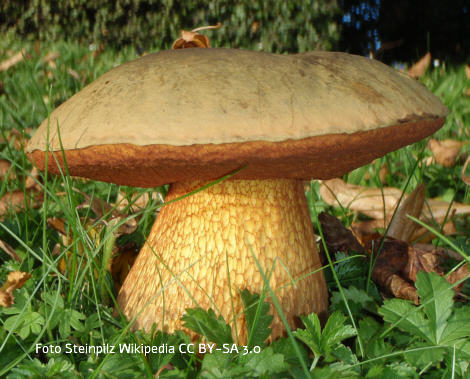 Foto vom Pilz
