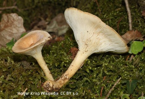 Foto vom Pilz