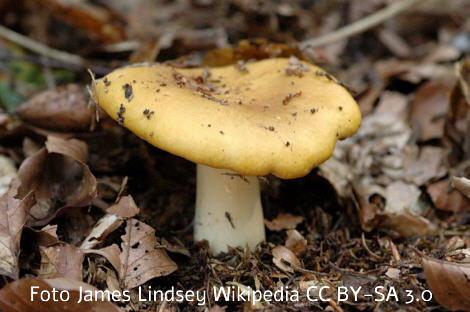 Foto vom Pilz