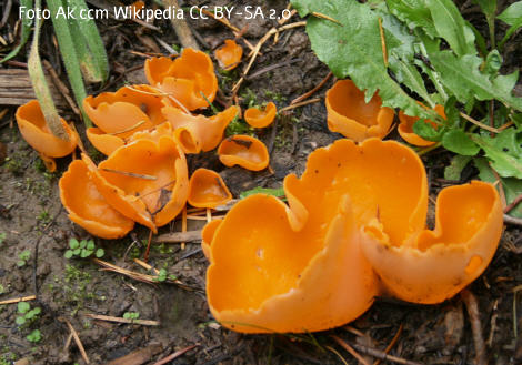 Foto vom Pilz