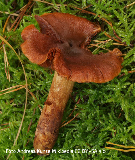 Foto vom Pilz