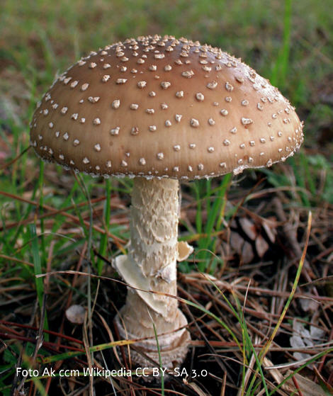 Foto vom Pilz