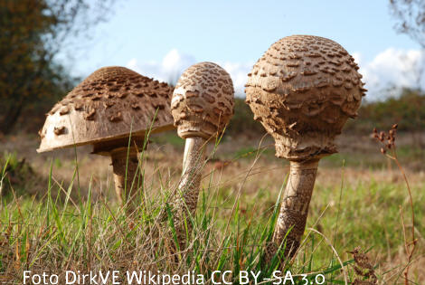 Foto vom Pilz