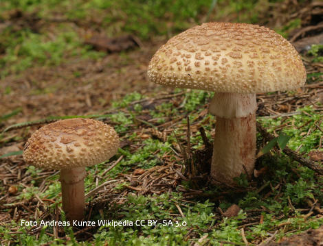 Foto vom Pilz