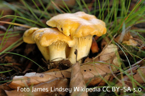 Foto vom Pilz