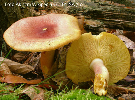 Foto vom Pilz