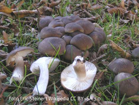 Foto vom Pilz
