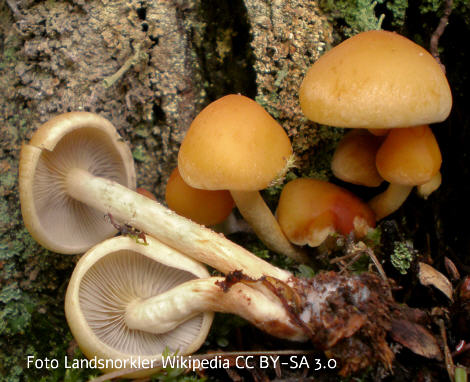 Foto vom Pilz