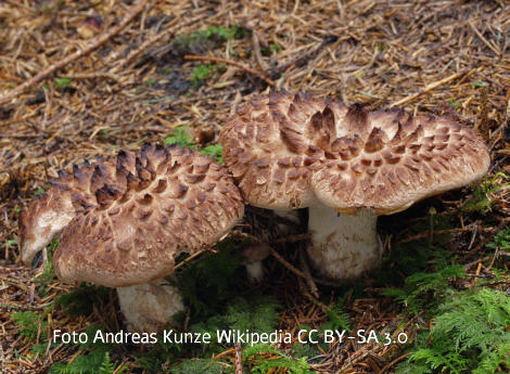 Foto vom Pilz
