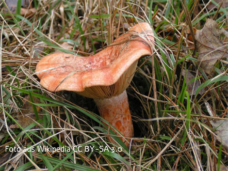 Foto vom Pilz