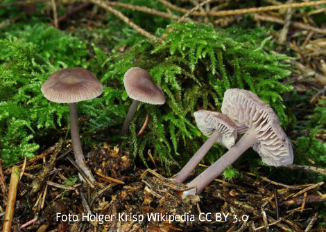 Foto vom Pilz