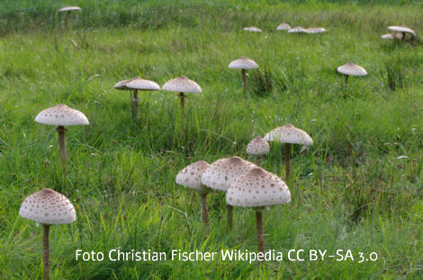 Foto vom Pilz
