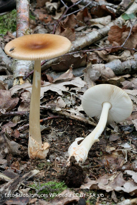 Foto vom Pilz