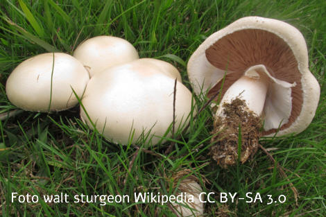 Foto vom Pilz
