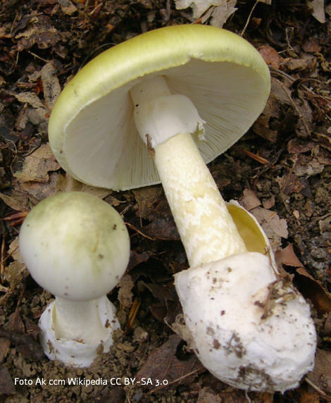 Foto vom Pilz
