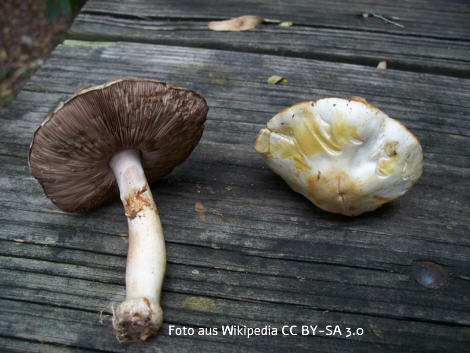 Foto vom Pilz