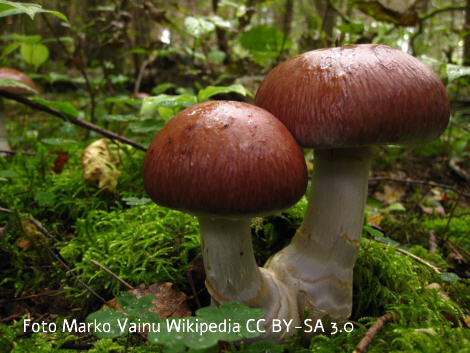 Foto vom Pilz