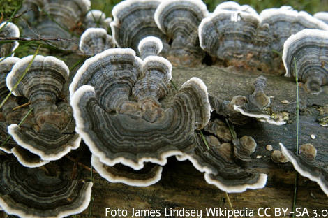 Foto vom Pilz