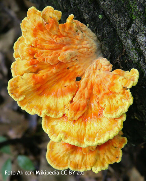 Foto vom Pilz