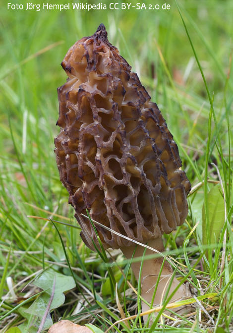Foto vom Pilz
