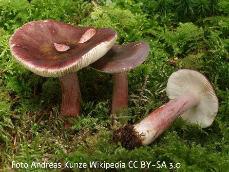 Foto vom Pilz