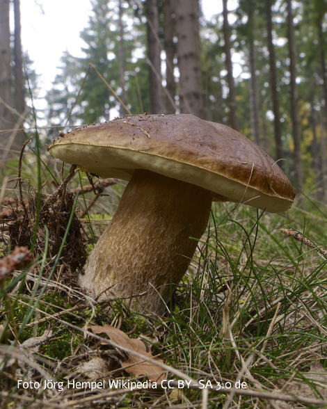 Foto vom Pilz