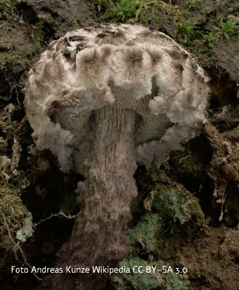 Foto vom Pilz