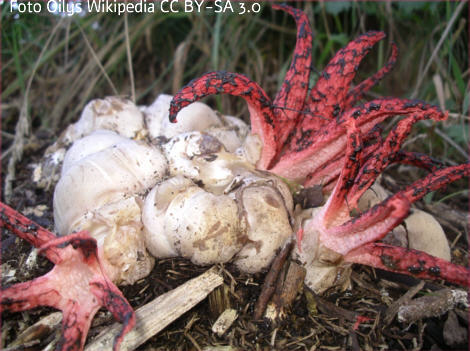 Foto vom Pilz