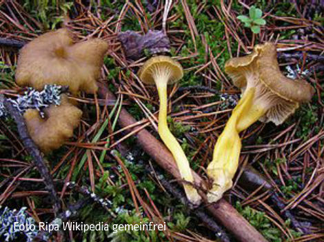 Foto vom Pilz